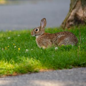 Preview wallpaper hare, grass, wildlife, animal