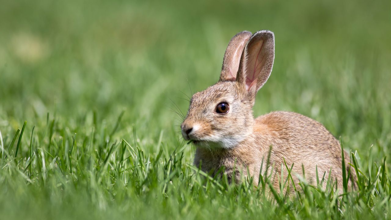 Wallpaper hare, grass, wildlife