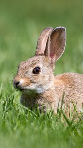 Preview wallpaper hare, grass, wildlife