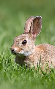 Preview wallpaper hare, grass, wildlife