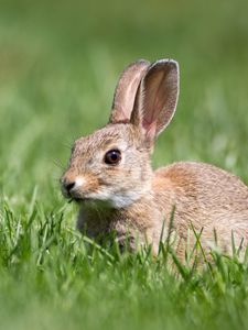 Preview wallpaper hare, grass, wildlife