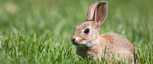 Preview wallpaper hare, grass, wildlife