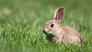 Preview wallpaper hare, grass, wildlife