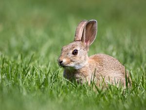Preview wallpaper hare, grass, wildlife