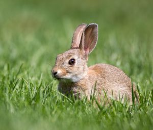 Preview wallpaper hare, grass, wildlife