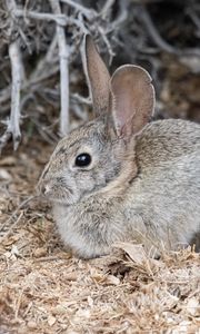 Preview wallpaper hare, rabbit, animal, sawdust