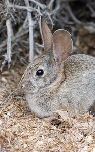 Preview wallpaper hare, rabbit, animal, sawdust