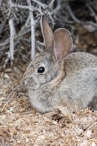 Preview wallpaper hare, rabbit, animal, sawdust