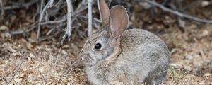 Preview wallpaper hare, rabbit, animal, sawdust