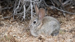 Preview wallpaper hare, rabbit, animal, sawdust