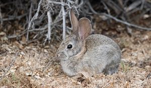 Preview wallpaper hare, rabbit, animal, sawdust