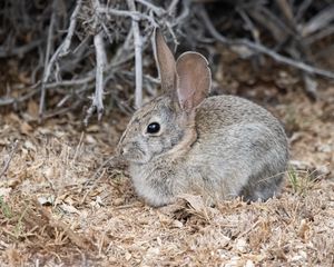 Preview wallpaper hare, rabbit, animal, sawdust