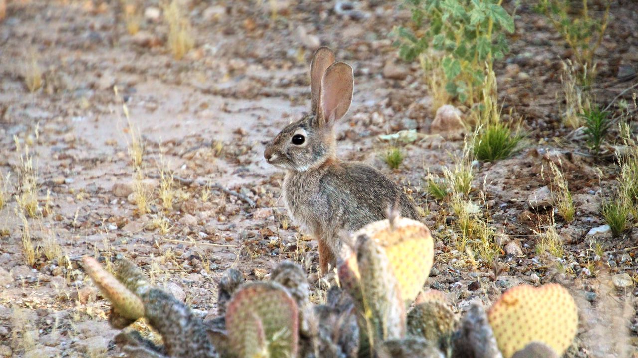 Wallpaper hare, rabbit, animal, cacti