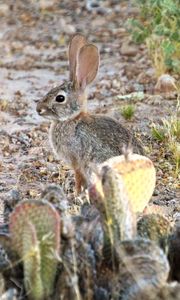 Preview wallpaper hare, rabbit, animal, cacti