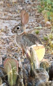 Preview wallpaper hare, rabbit, animal, cacti