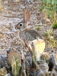 Preview wallpaper hare, rabbit, animal, cacti