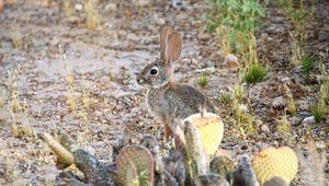 Preview wallpaper hare, rabbit, animal, cacti