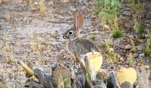 Preview wallpaper hare, rabbit, animal, cacti