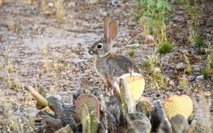 Preview wallpaper hare, rabbit, animal, cacti