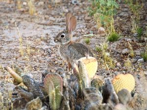 Preview wallpaper hare, rabbit, animal, cacti