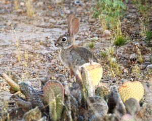 Preview wallpaper hare, rabbit, animal, cacti