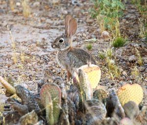 Preview wallpaper hare, rabbit, animal, cacti