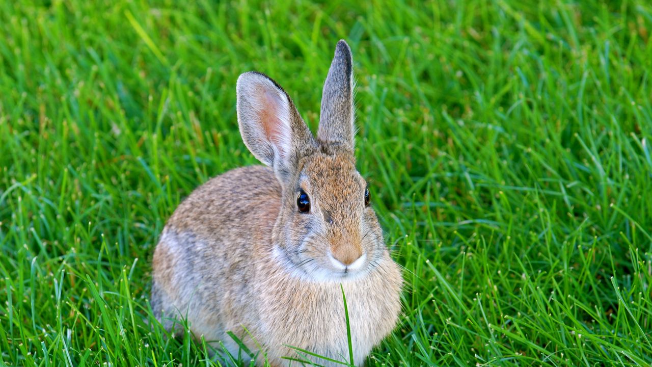 Wallpaper hare, rabbit, animal, grass