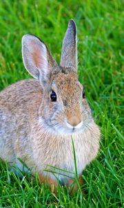 Preview wallpaper hare, rabbit, animal, grass