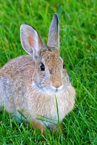 Preview wallpaper hare, rabbit, animal, grass