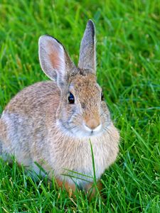 Preview wallpaper hare, rabbit, animal, grass