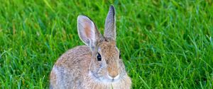 Preview wallpaper hare, rabbit, animal, grass