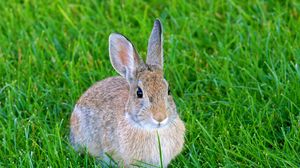 Preview wallpaper hare, rabbit, animal, grass