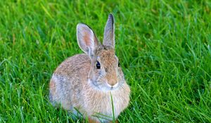 Preview wallpaper hare, rabbit, animal, grass