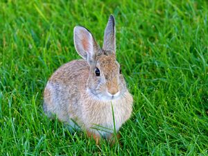 Preview wallpaper hare, rabbit, animal, grass