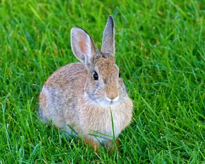 Preview wallpaper hare, rabbit, animal, grass