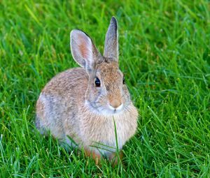 Preview wallpaper hare, rabbit, animal, grass