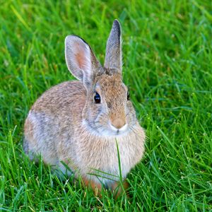 Preview wallpaper hare, rabbit, animal, grass