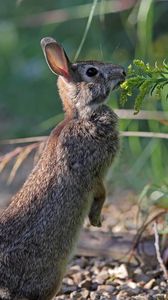 Preview wallpaper hare, rabbit, animal, grass, profile