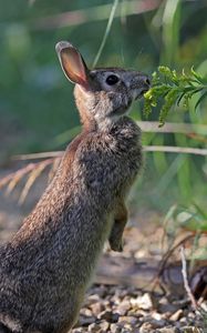 Preview wallpaper hare, rabbit, animal, grass, profile