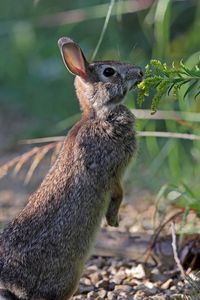 Preview wallpaper hare, rabbit, animal, grass, profile