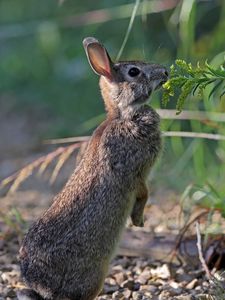 Preview wallpaper hare, rabbit, animal, grass, profile