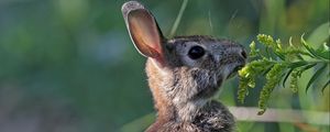 Preview wallpaper hare, rabbit, animal, grass, profile
