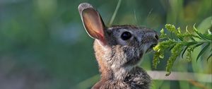 Preview wallpaper hare, rabbit, animal, grass, profile