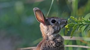 Preview wallpaper hare, rabbit, animal, grass, profile