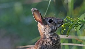 Preview wallpaper hare, rabbit, animal, grass, profile