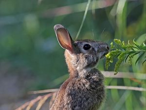 Preview wallpaper hare, rabbit, animal, grass, profile