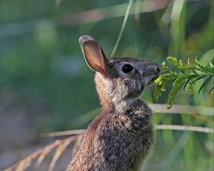 Preview wallpaper hare, rabbit, animal, grass, profile