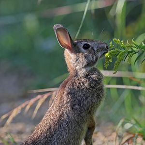 Preview wallpaper hare, rabbit, animal, grass, profile