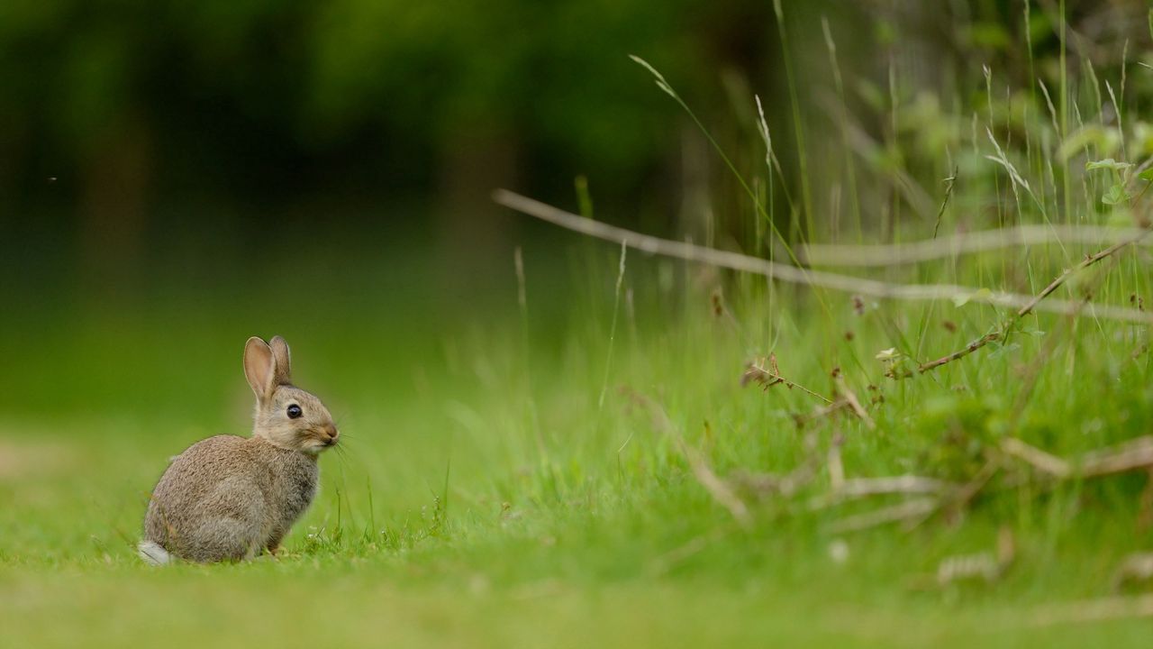 Wallpaper hare, rabbit, grass