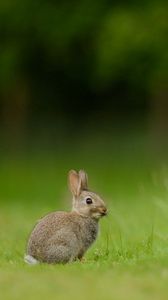 Preview wallpaper hare, rabbit, grass